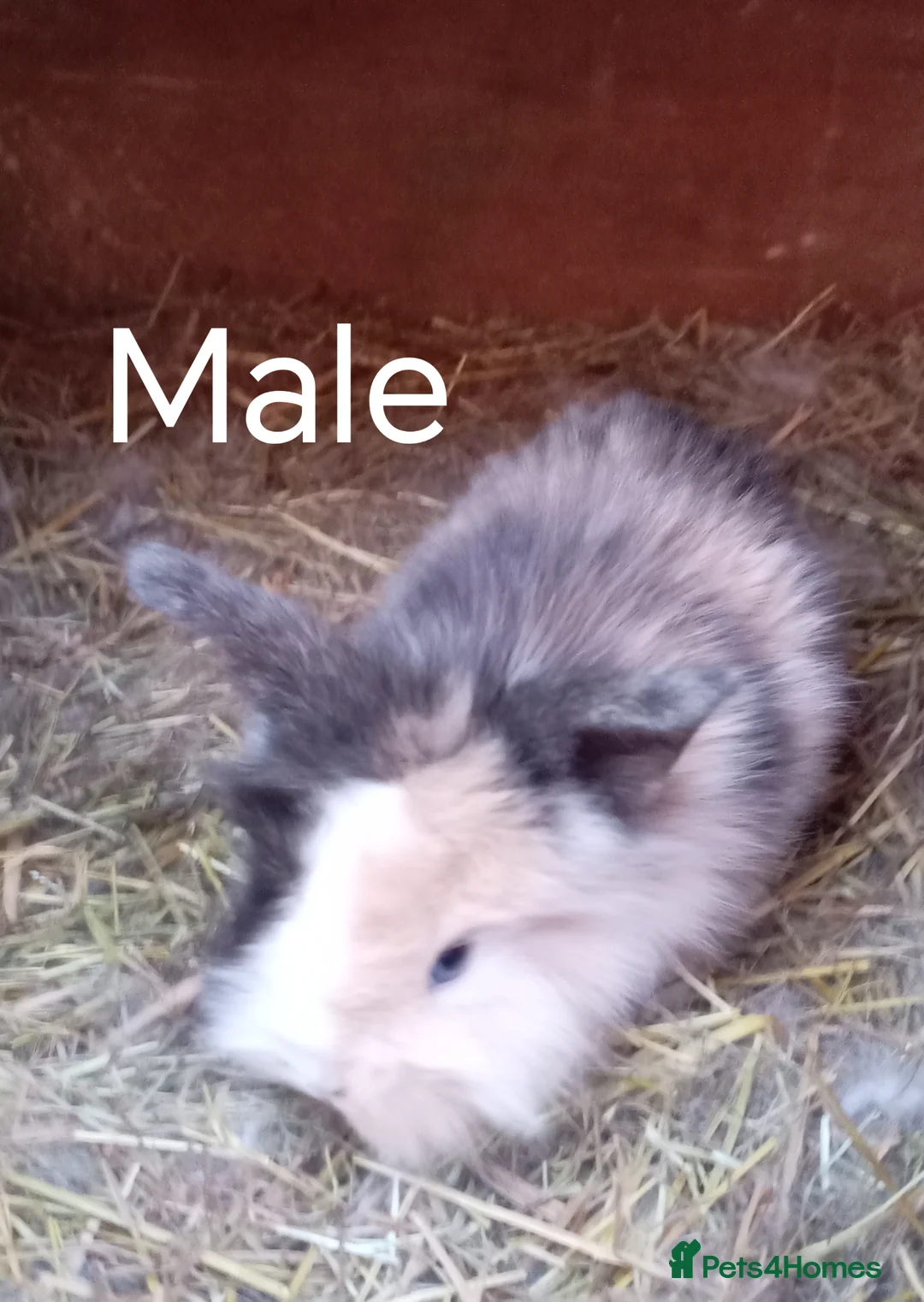 Mixed Breed rabbits for sale: Baby lop rabbits  - Advert 1