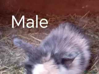 Mixed Breed rabbits Baby lop rabbits - Advert 6