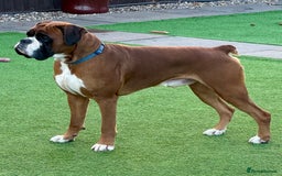 Boxer dogs for stud: Health tested Bobtail stud - Image 2