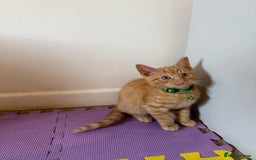 Domestic Shorthair cats for sale: 5 Kittens Looking For A Good Home - Image 14