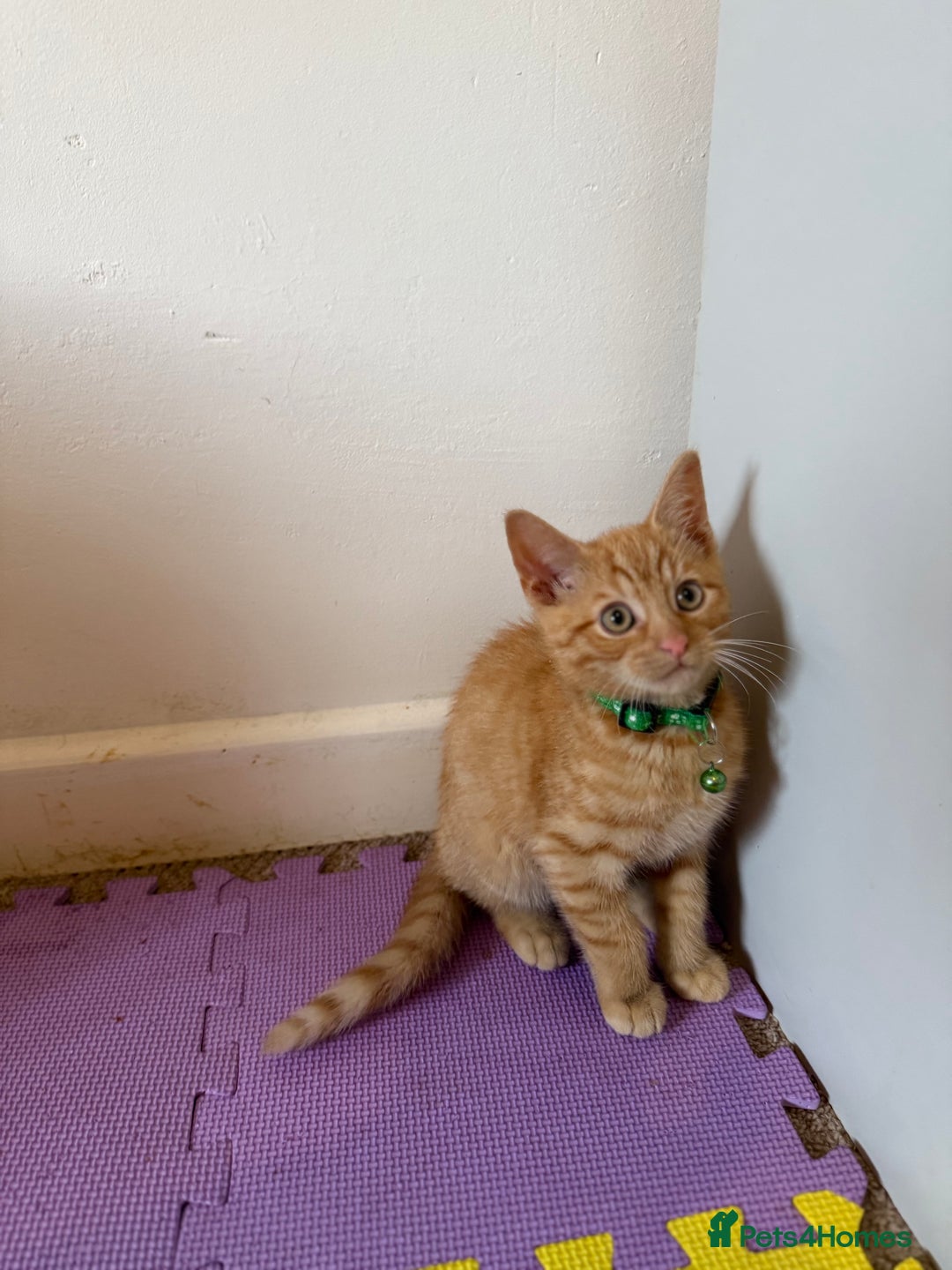 Domestic Shorthair cats for sale: 5 Kittens Looking For A Good Home - Image 14