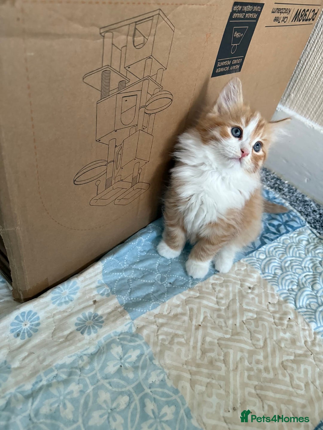 Persian cats for sale: Very fluffy kittens  - Advert 3