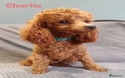 Toy Poodle dogs for stud: Red Toy Poodle Stud (3.5KG) in Mexborough - Image 1