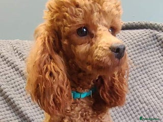 Toy Poodle dogs in Mexborough - Advert 20