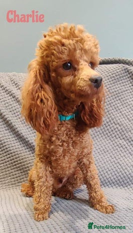 Toy Poodle dogs for stud in Mexborough - Advert 2