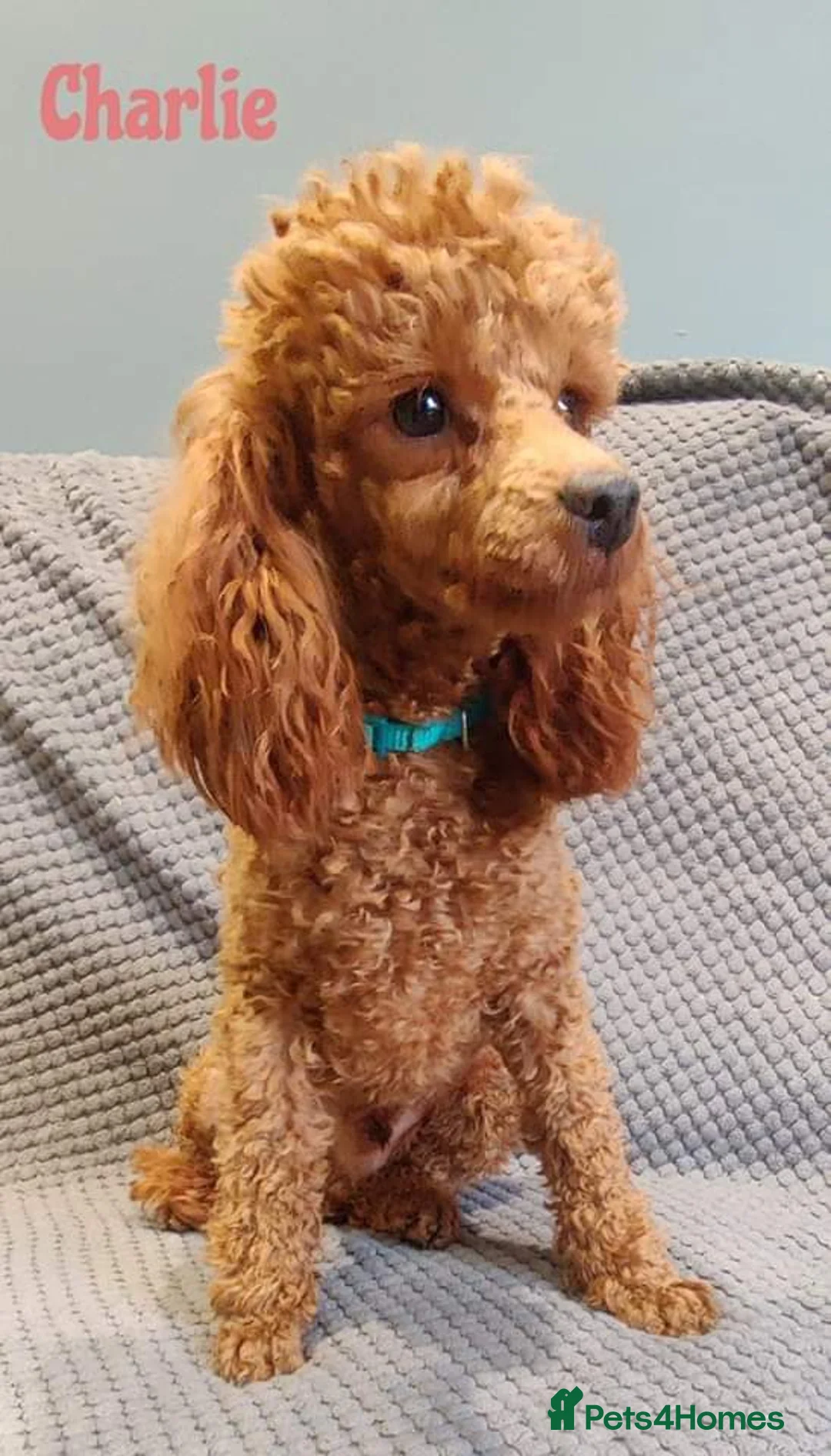 Toy Poodle dogs for stud: Red Toy Poodle Stud (3.5KG) in Mexborough - Advert 1