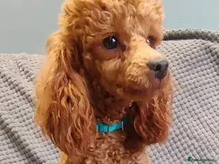 Toy Poodle dogs Red Toy Poodle Stud (3.5KG) in Mexborough - Advert 5