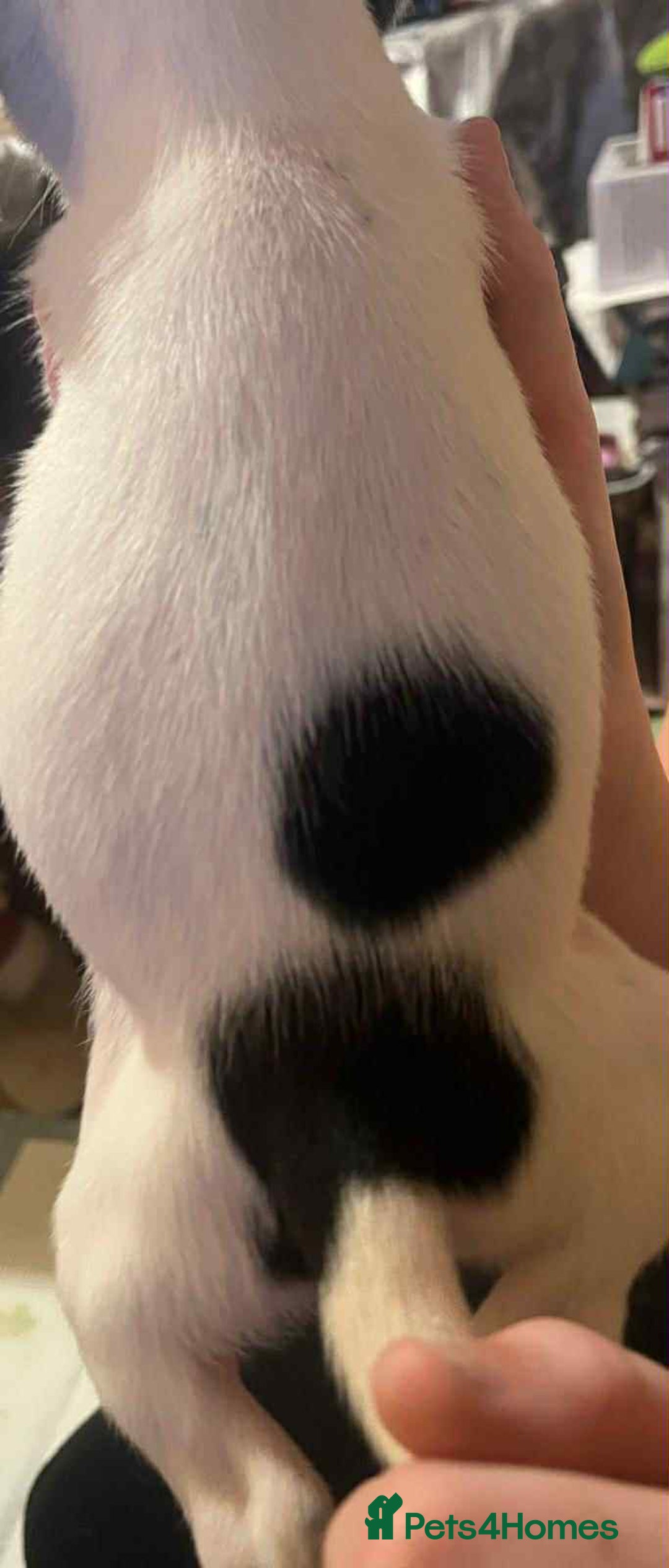 Mixed Breed dogs for sale: Adorable puppys - Advert 3