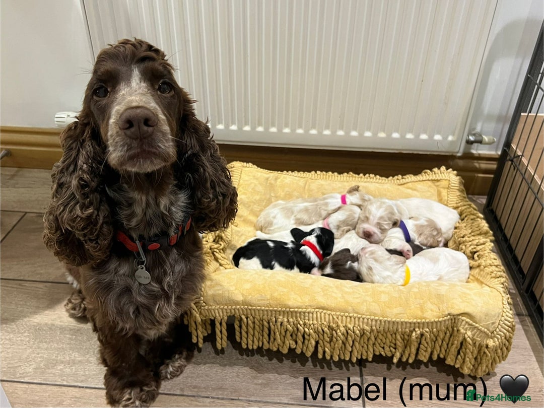 Cocker Spaniel dogs for sale: Show Cocker Spaniel Puppies For Sale - Image 9
