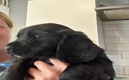 Cocker Spaniel dogs for sale: 2 beautiful cocker spaniels out of a litter of 7 - Image 27