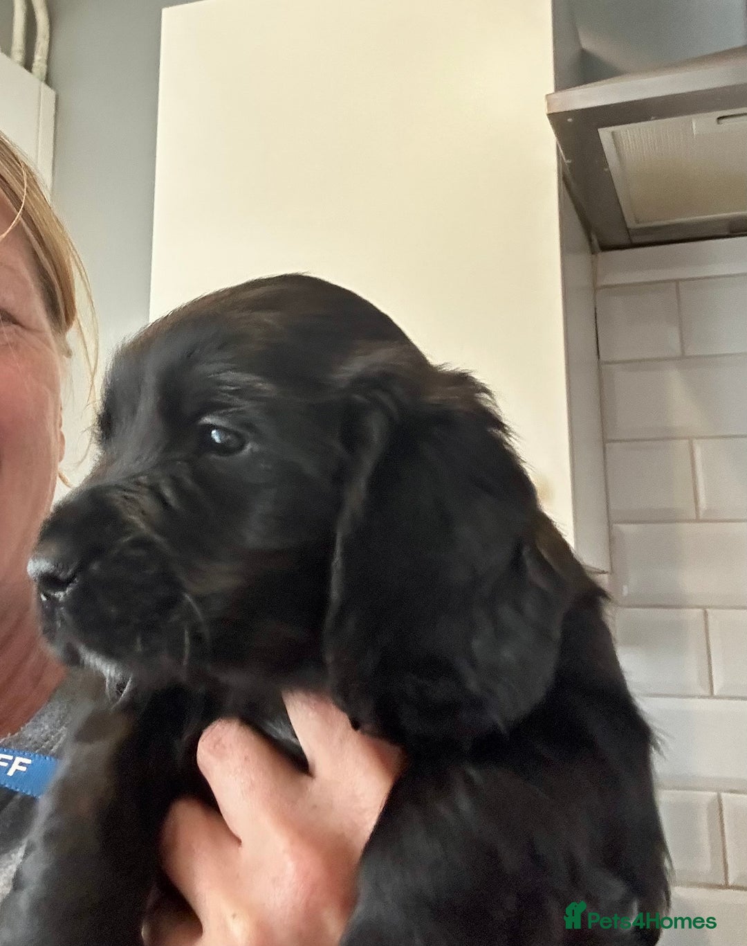 Cocker Spaniel dogs for sale: 2 beautiful cocker spaniels out of a litter of 7 - Image 27