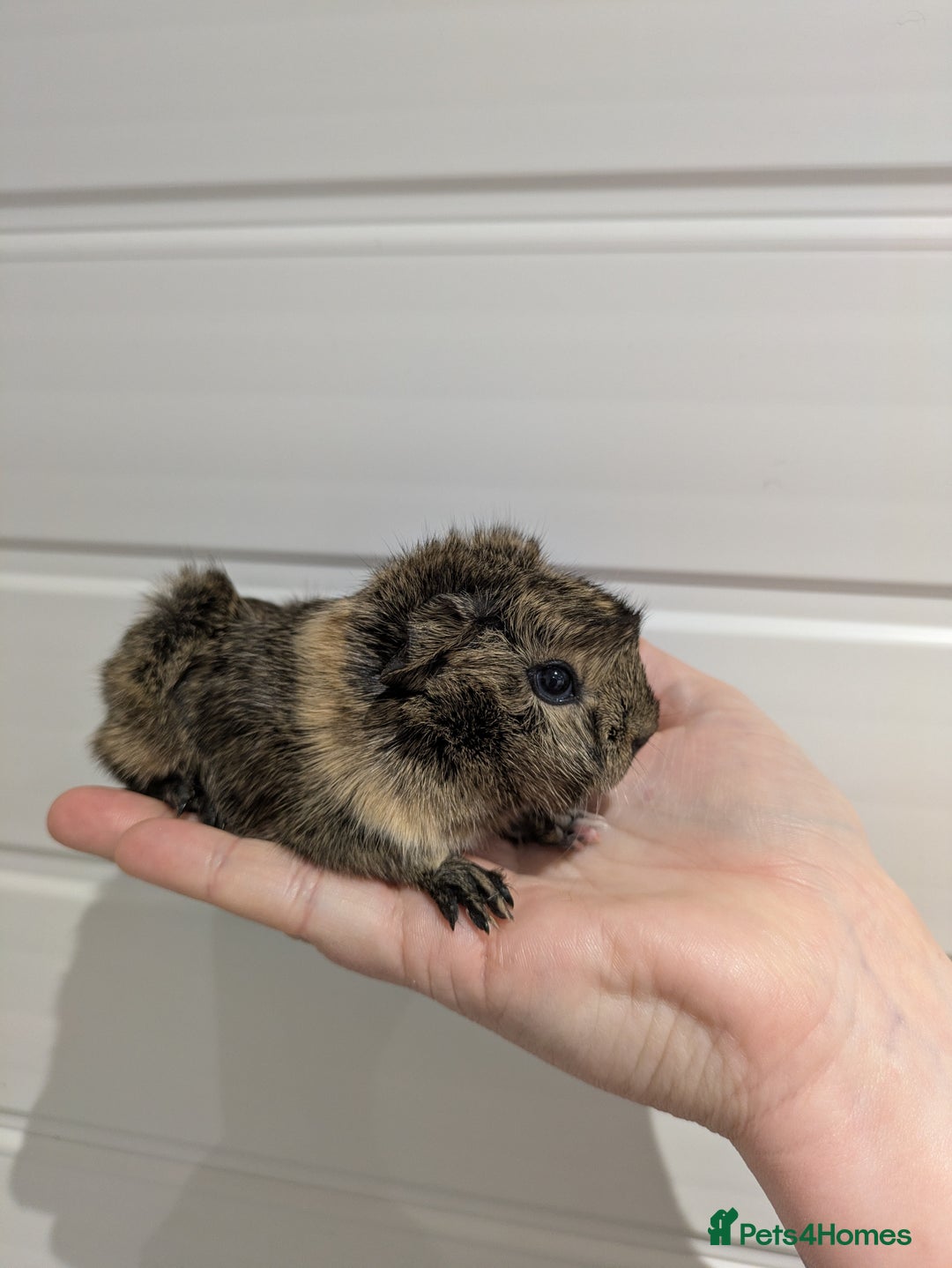 Guinea Pig rodents for sale: Guinea pigs location Dagenham Essex  - Advert 2