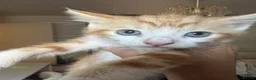 Mixed Breed cats for sale: 5 FRIENDLY KITTENS £30 EACH - Advert 2