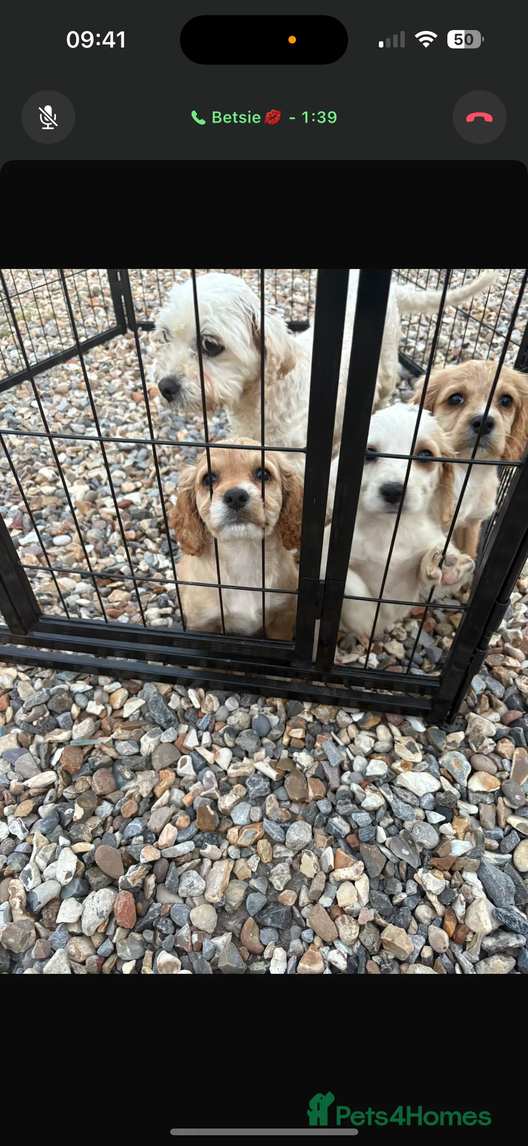 Mixed Breed dogs for sale: Cavachon x cocker puppies in Reading - Advert 2