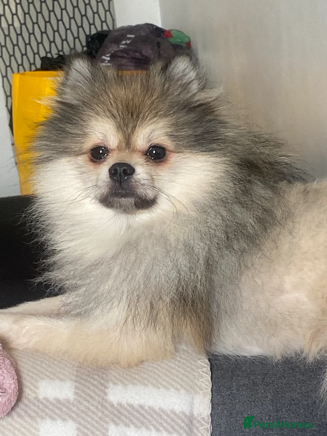 Pomeranian dogs for sale: Beautiful Pomeranian puppies  - Advert 2