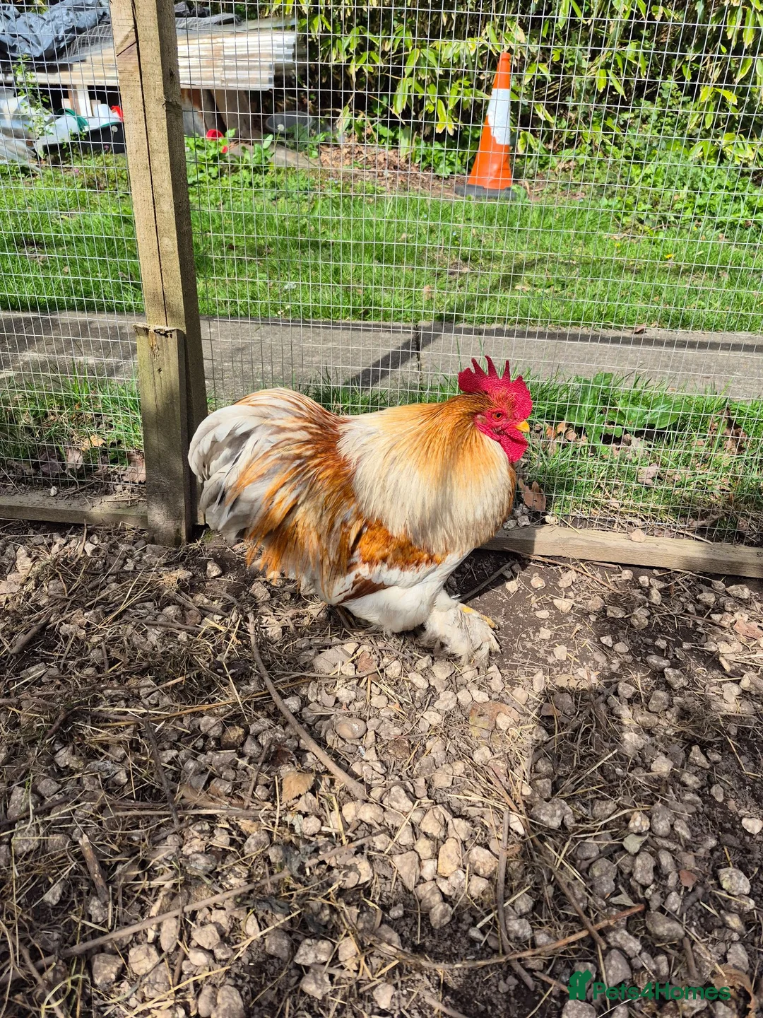 Chickens poultry for sale: Pekin bantam cockerels (various) - Advert 2