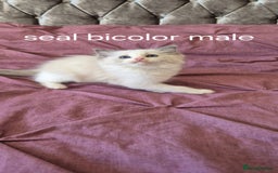 Ragdoll cats for sale: 3 Tica Registered Males For Sale - Image 15
