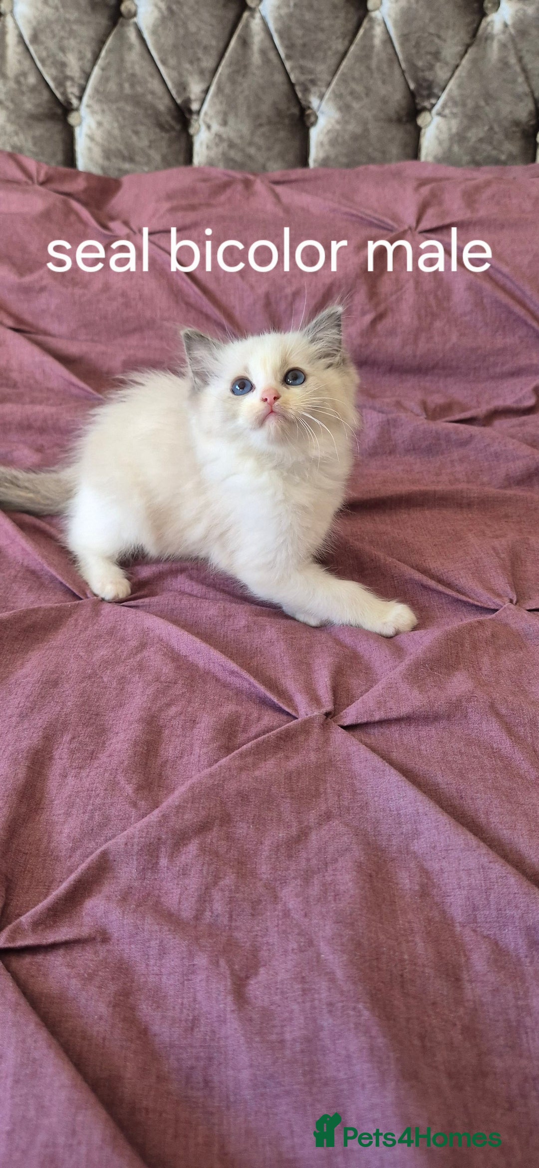 Ragdoll cats for sale: 3 Tica Registered Males For Sale - Image 15