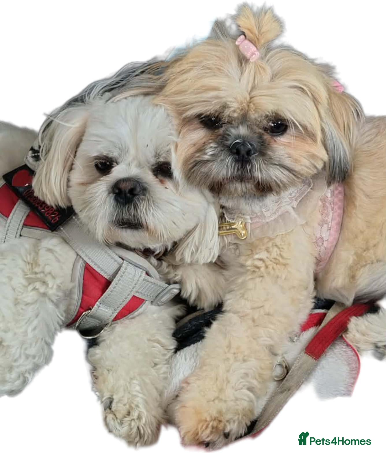 Shih Tzu dogs 3male Shizu's  - Advert 1
