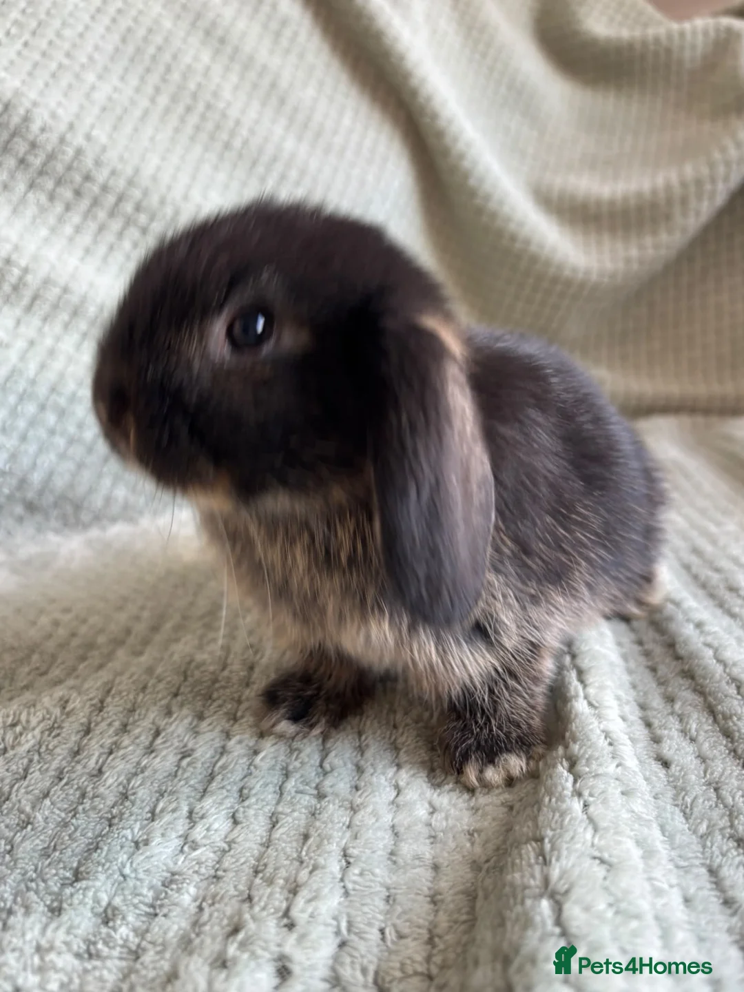 Mini Lop rabbits for sale: Mini lop babies  - Advert 2