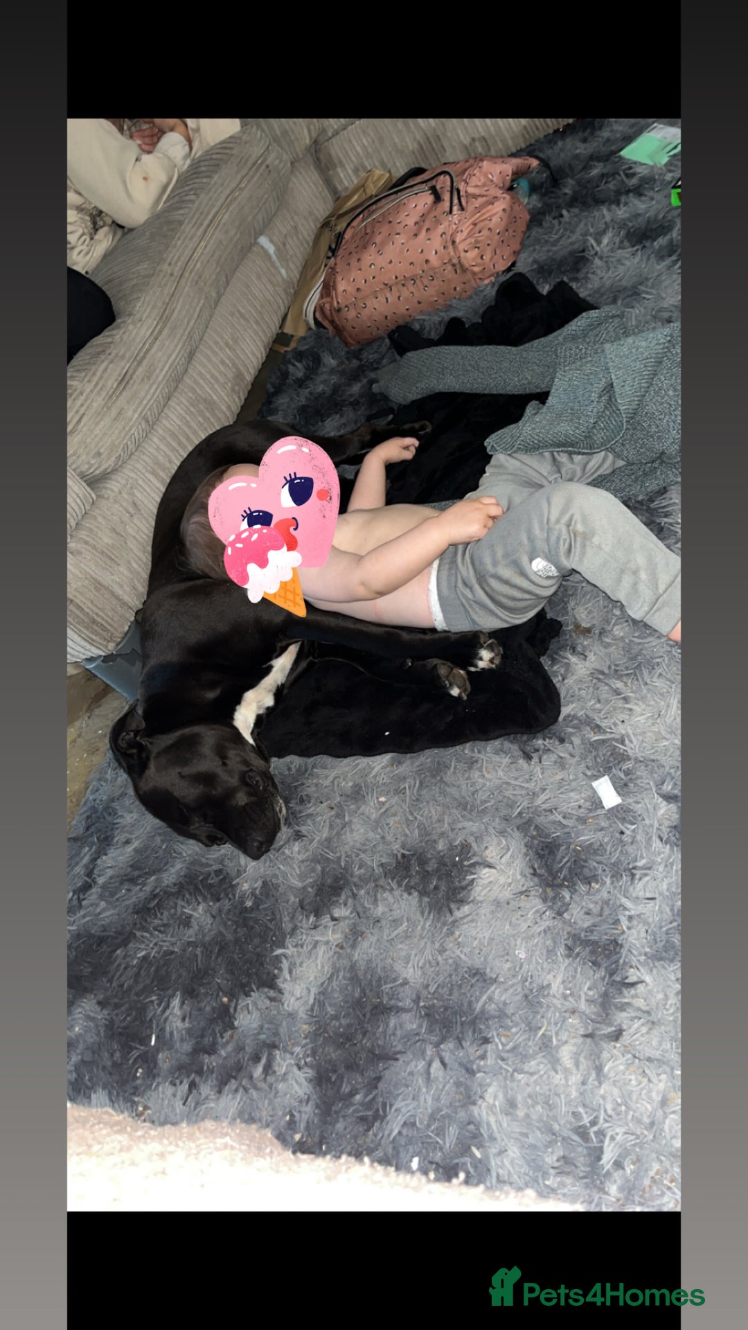 Mixed Breed dogs for sale: Staffyxboxer girl  - Image 1