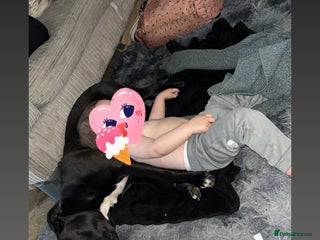 Mixed Breed dogs for sale: Staffyxboxer girl - Advert 1