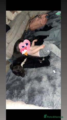 Mixed Breed dogs Staffyxboxer girl - Advert 7