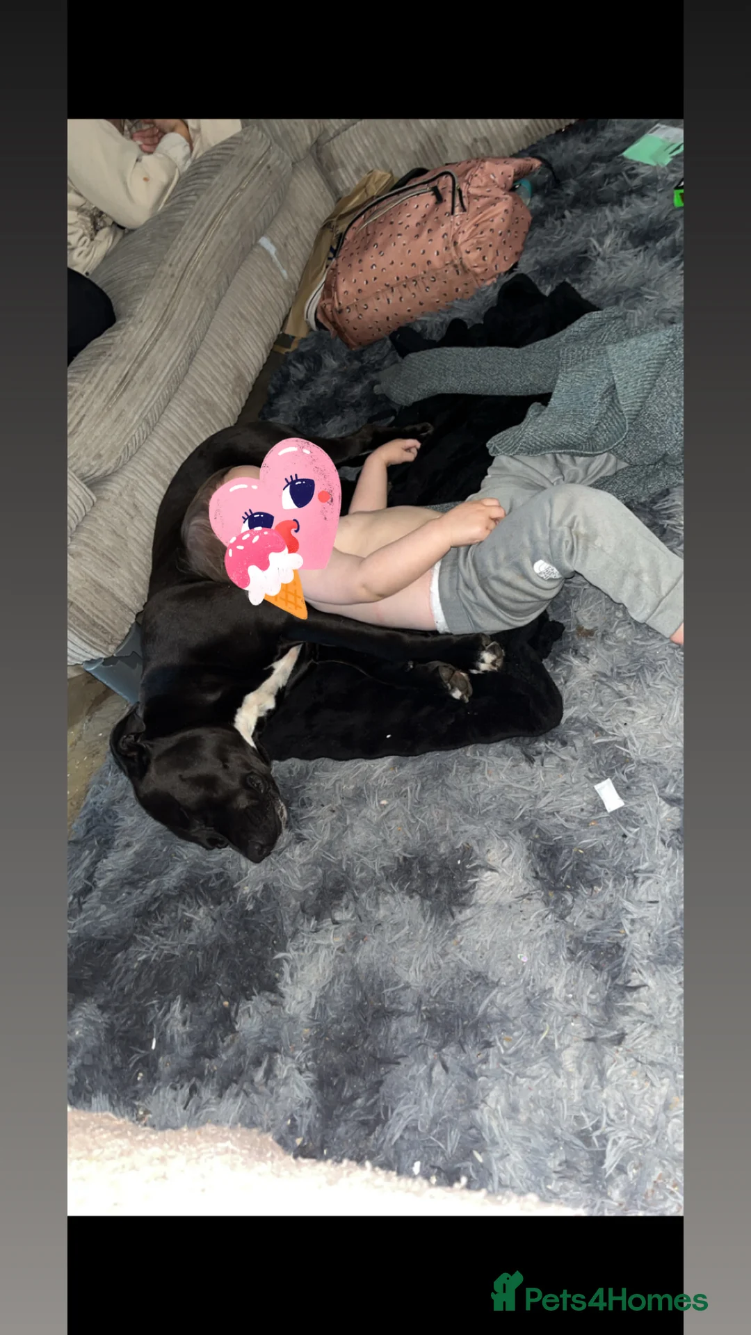 Mixed Breed dogs for sale: Staffyxboxer girl  - Advert 1