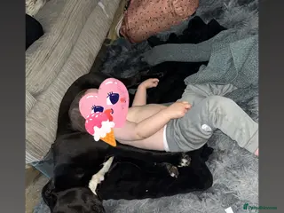 Mixed Breed dogs Staffyxboxer girl - Advert 1