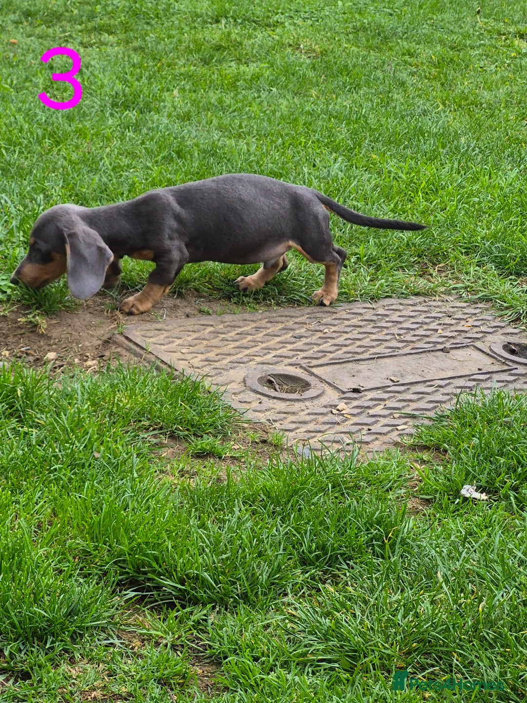Miniature Dachshund dogs for sale: Miniture dachshunds  - Image 4