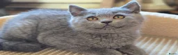 Scottish Fold cats for sale: scottish fold lilac and  blue straight female  - Advert 8