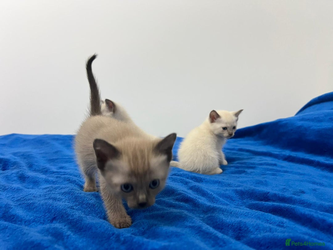 Mixed Breed cats for sale: Lovely Tonkinese(Burmese/Siamese) - Advert 15