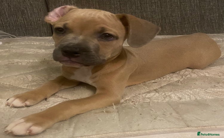 Mixed Breed dogs - Advert 1