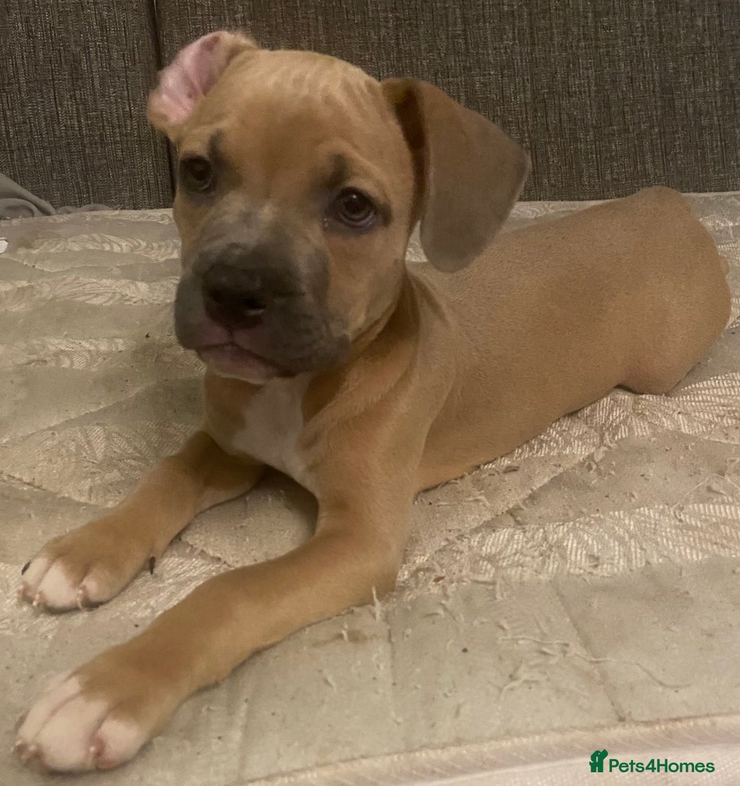 Mixed Breed dogs for sale: Staffy cross American bulldog  - Image 1