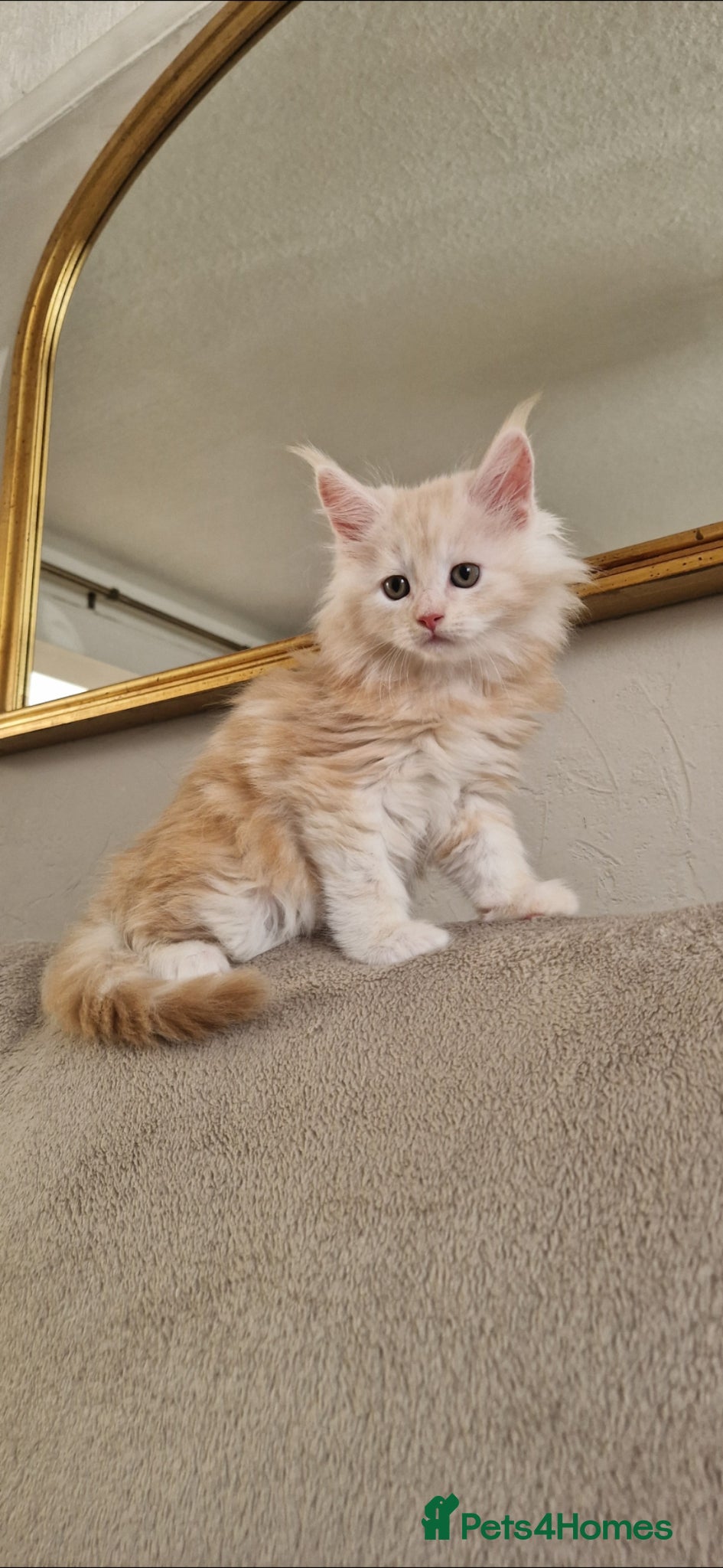 Maine Coon cats for sale: GCCF quality maine coon kittens - Advert 2