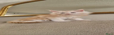 Maine Coon Kitten 3
