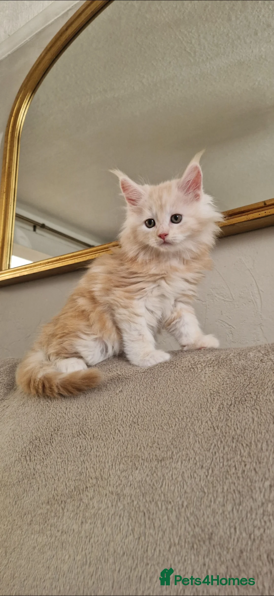 Maine Coon cats for sale: GCCF quality maine coon kittens - Advert 1