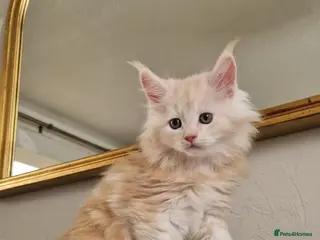 Maine Coon cats for sale: GCCF quality maine coon kittens - Advert 2