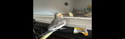 Cockatiels birds for sale: Two Loving Female Cockatiels for Rehoming - Advert 10