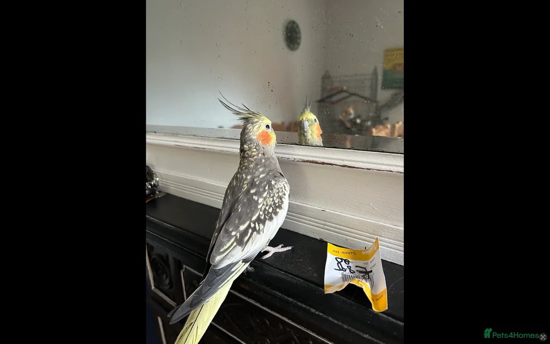 Cockatiels birds for sale: Two Loving Female Cockatiels for Rehoming - Advert 10
