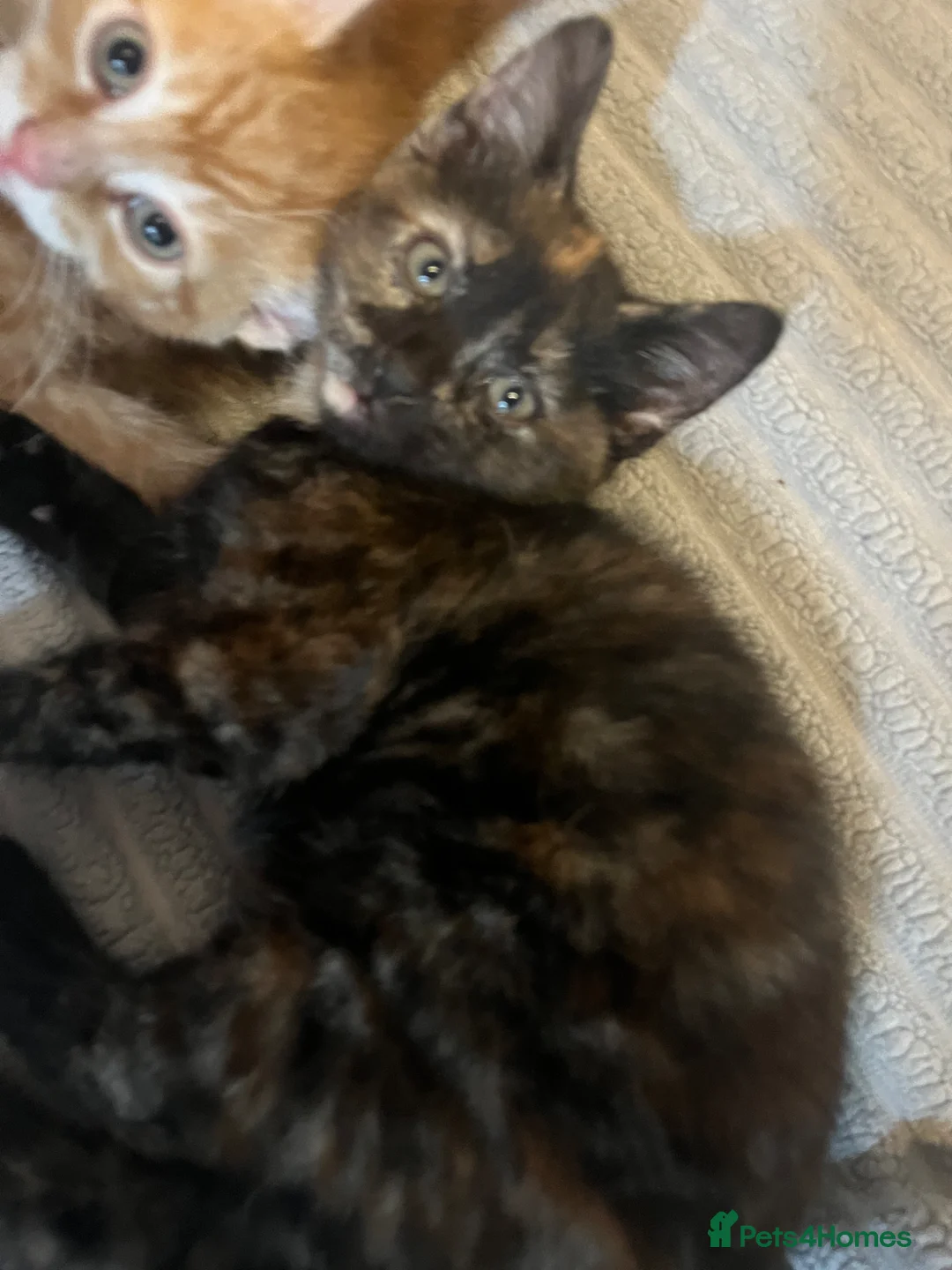 Mixed Breed cats for sale: 4. Friendly Kittens ready now  - Advert 30