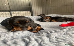 Miniature Dachshund dogs for sale: Miniature Black and Tan Dapple Dachshunds - Image 11