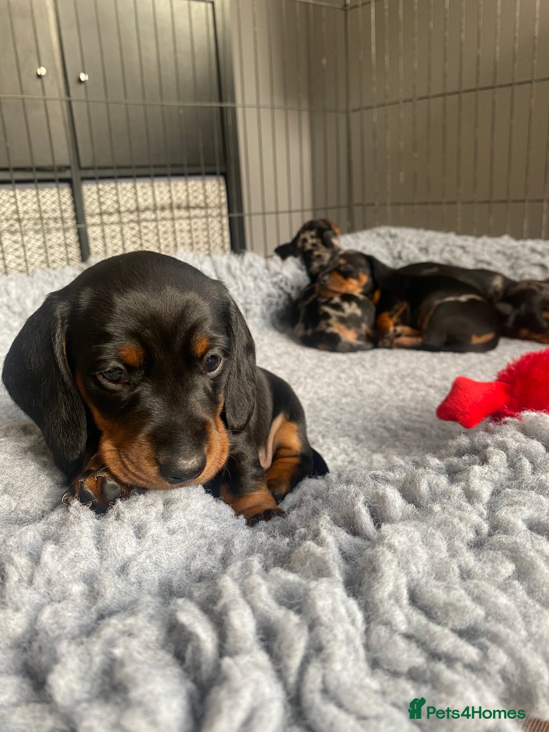 Miniature Dachshund dogs for sale: Miniature Black and Tan Dapple Dachshunds - Image 11