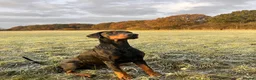 Dobermann dogs for sale: KC  reg Dobermann puppies  - Advert 11