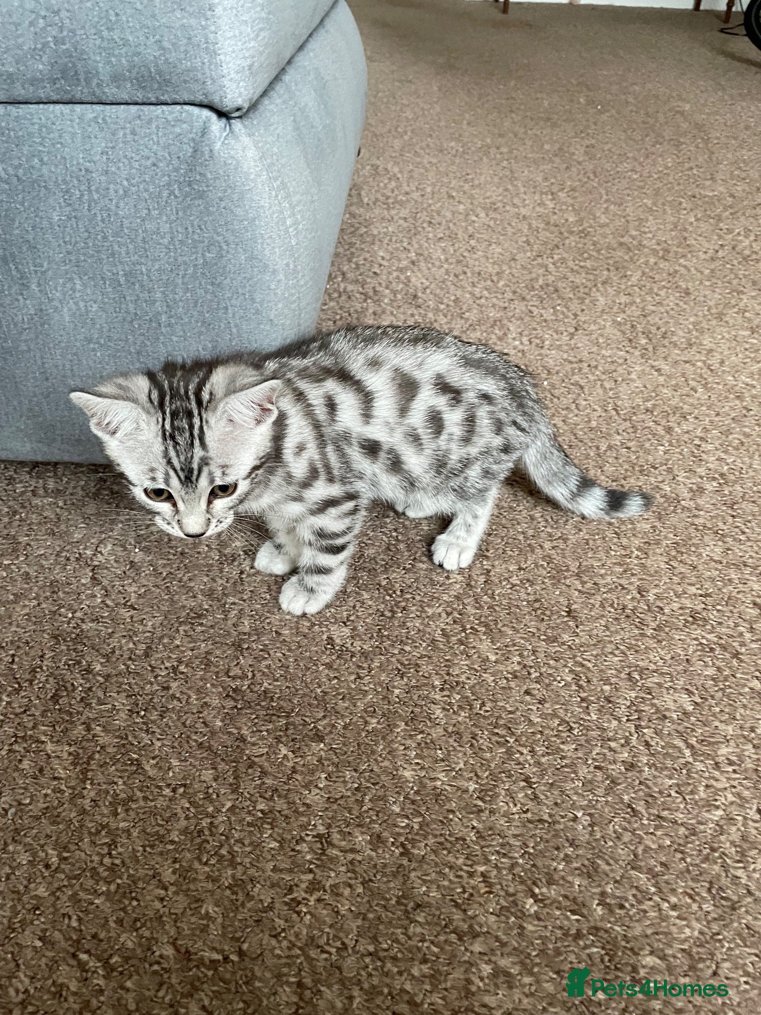 Mixed Breed cats Bengal x - Advert 1