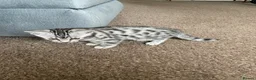 Mixed Breed cats for sale: Bengal x - Advert 1