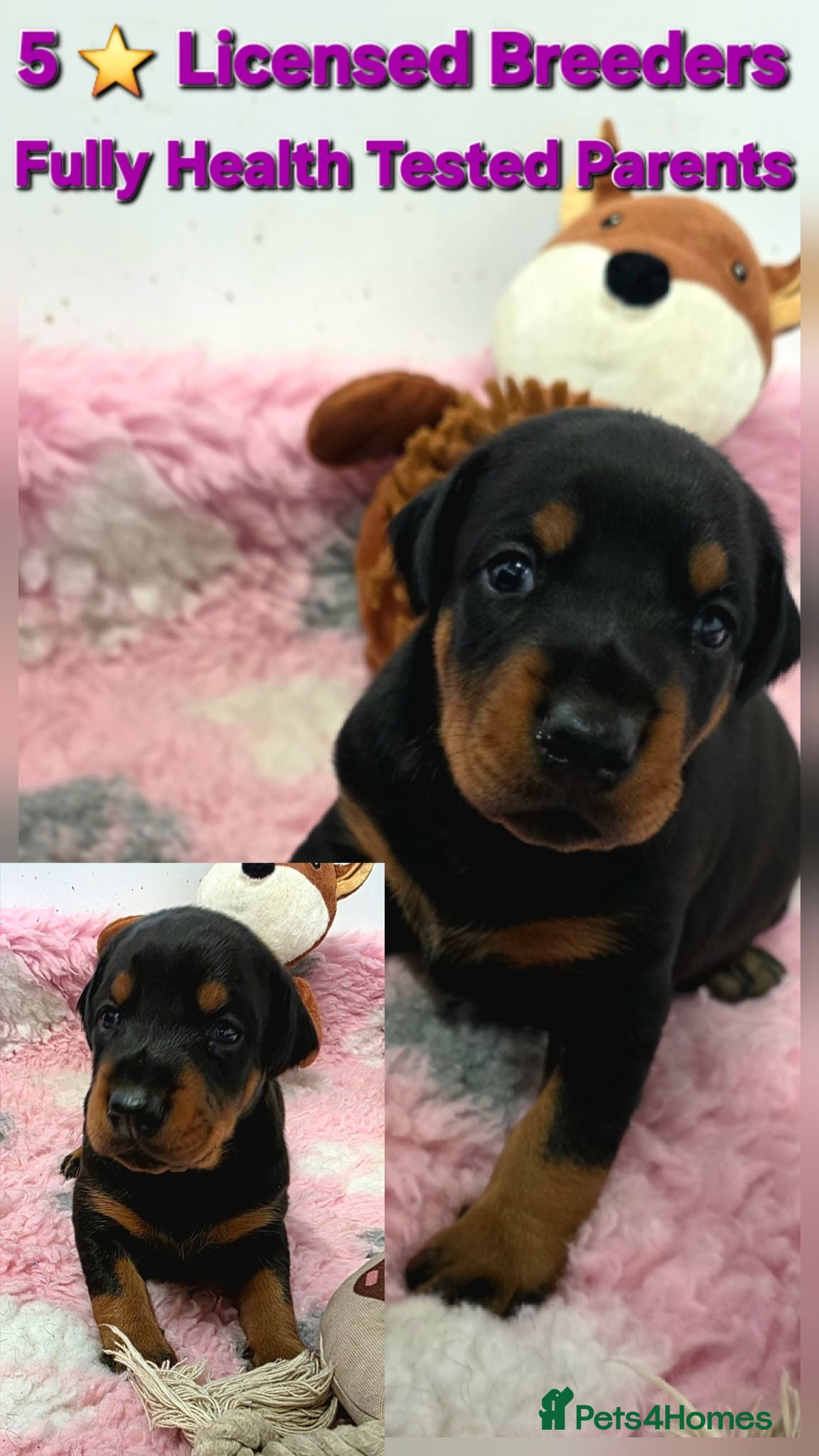 Dobermann dogs Fantastic KC Dobermann Puppies  - Advert 1