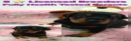 Dobermann dogs for sale: Fantastic KC Dobermann Puppies  - Advert 1
