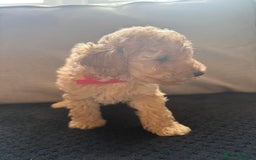Toy Poodle dogs for sale: Toy poodle puppies  - Image 6