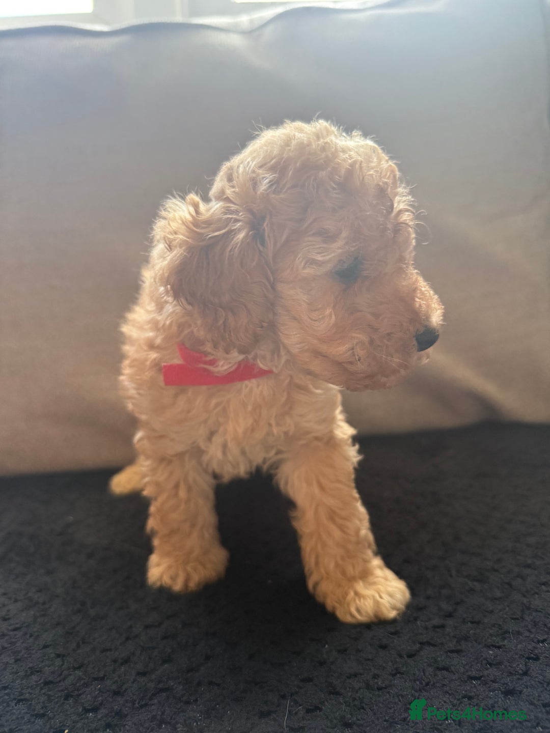 Toy Poodle dogs for sale: Toy poodle puppies  - Image 6